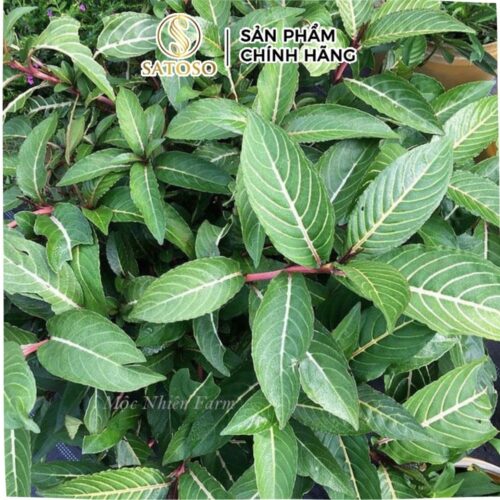 Cây Xăng Sê sấy khô chất lượng cao SATOSO