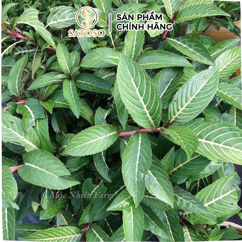 Cây Xăng Sê sấy khô chất lượng cao SATOSO