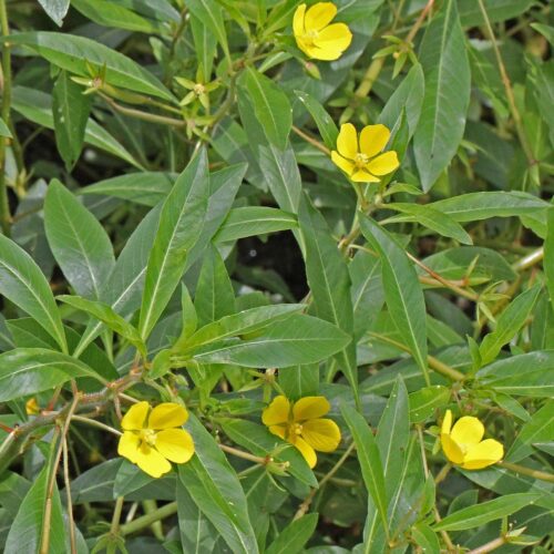 Cây Rau Mương sấy khô Satoso