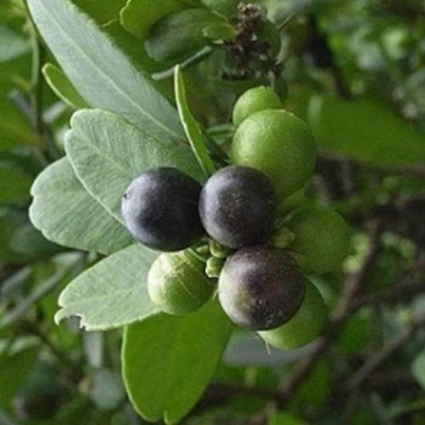 Cây Quýt Gai sấy khô Satoso - Ảnh 4