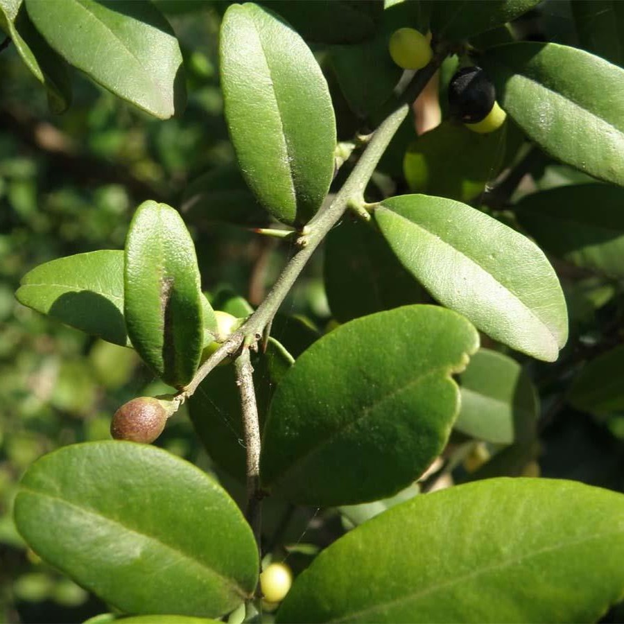 Cây Quýt Gai sấy khô Satoso - Ảnh 3