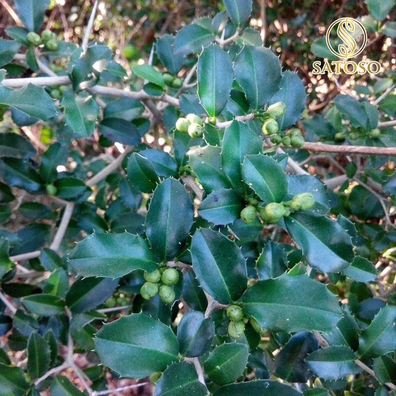 Cây Quýt Gai sấy khô Satoso - Ảnh 2