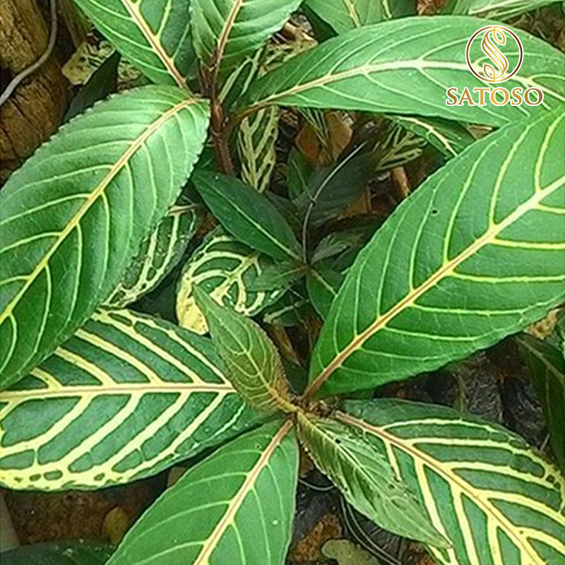 Cây Xăng Sê sấy khô chất lượng cao SATOSO - Ảnh 5