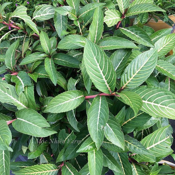 Cây Xăng Sê sấy khô chất lượng cao SATOSO - Ảnh 4