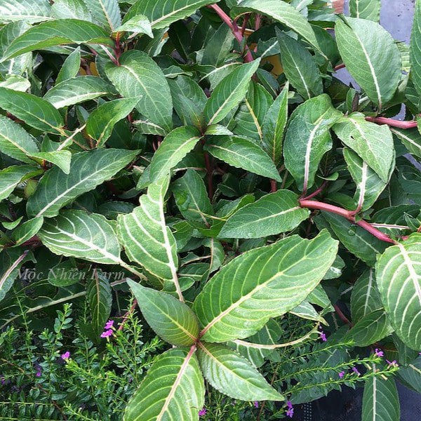 Cây Xăng Sê sấy khô chất lượng cao SATOSO - Ảnh 3