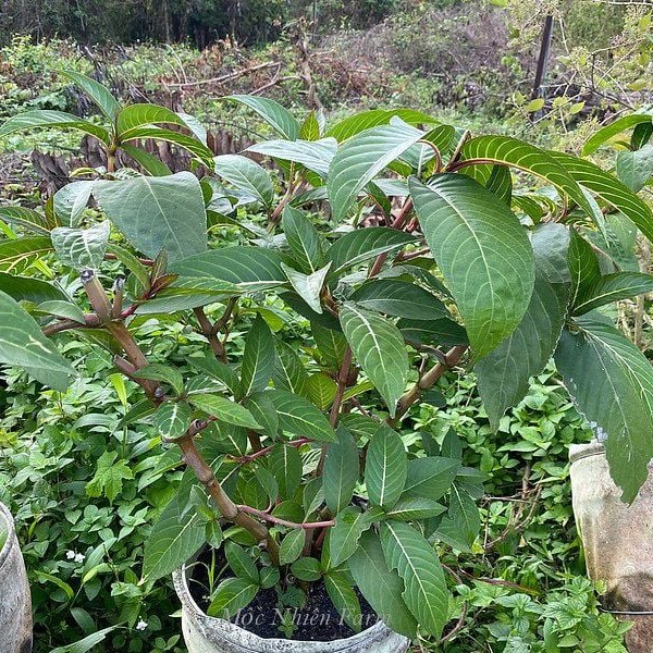 Cây Xăng Sê sấy khô chất lượng cao SATOSO - Ảnh 2