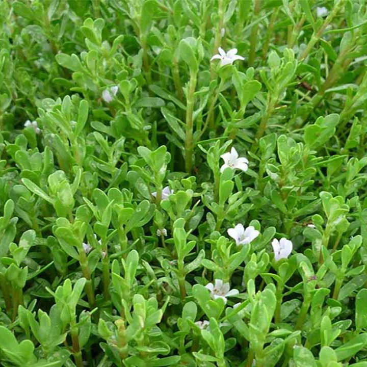 Biển Súc (Rau đắng biển) sấy khô Satoso - Ảnh 3