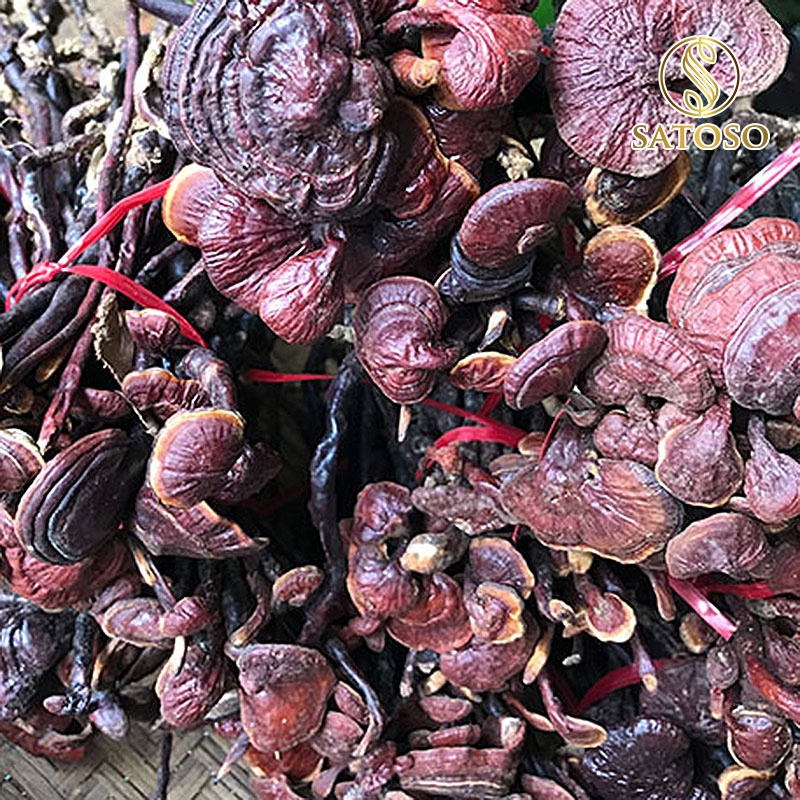 Nấm Linh Chi sấy khô Satoso - Ảnh 6