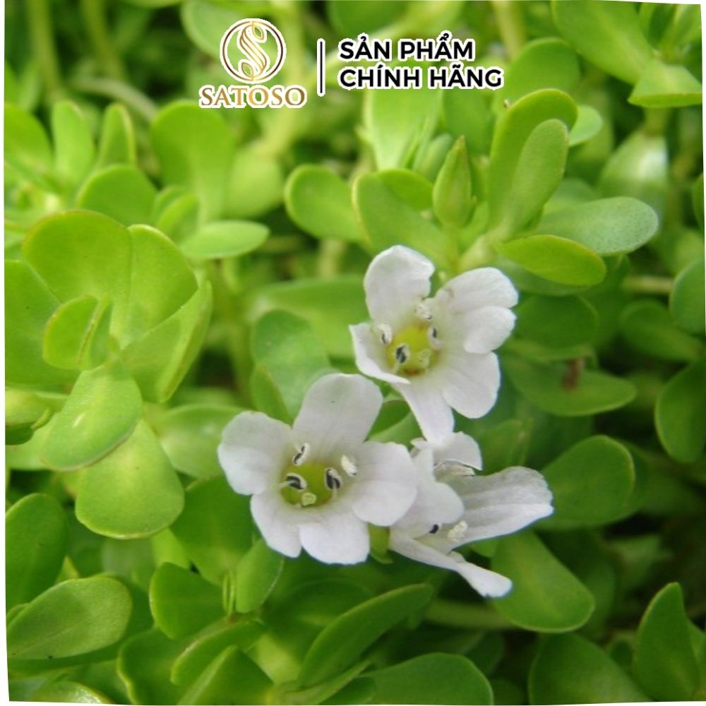 Biển Súc (Rau đắng biển) sấy khô Satoso