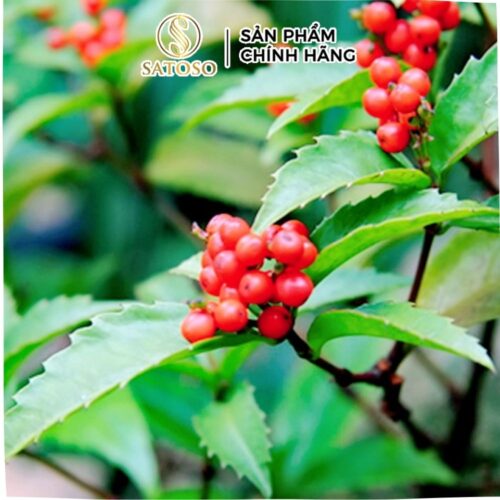 Cây Sói rừng sấy khô Satoso