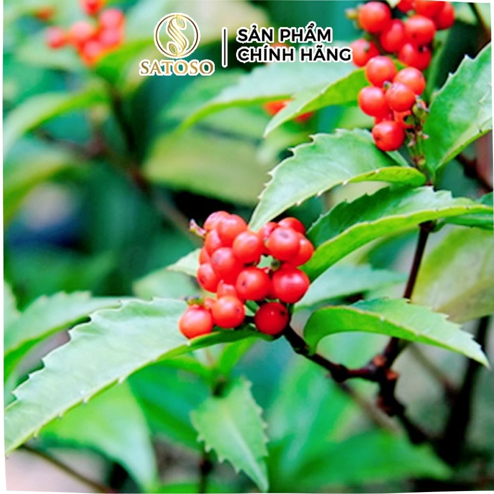 Cây Sói rừng sấy khô Satoso