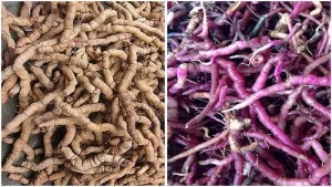 tác dụng của rượu ba kích