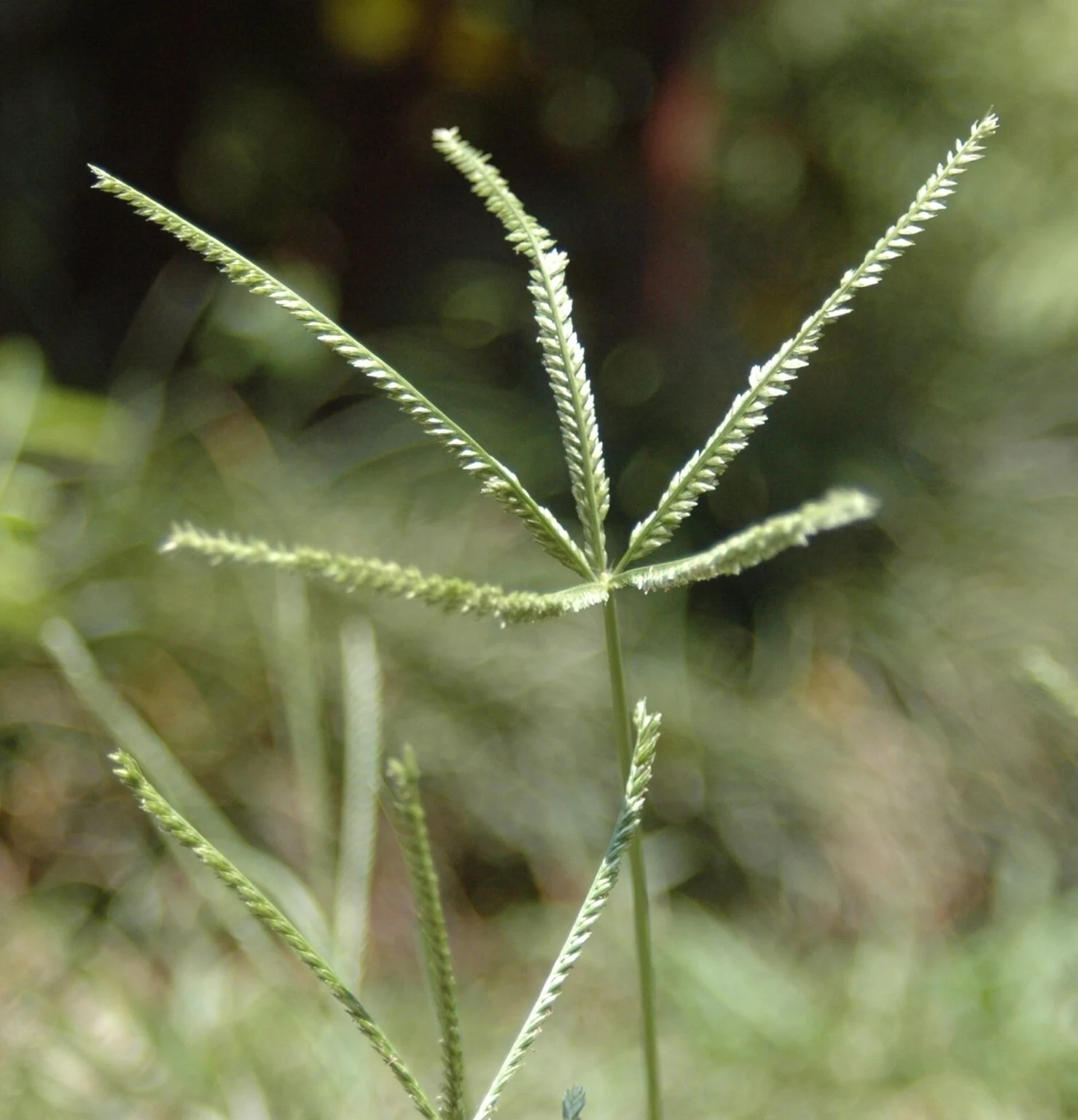 Cỏ Mần Trầu sấy khô Satoso - Ảnh 5