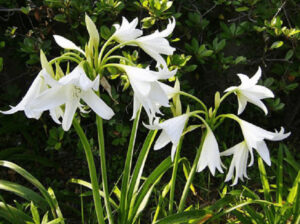 trinh nữ hoàng cung