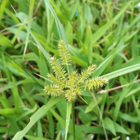 Cỏ Mần Trầu sấy khô Satoso - Ảnh 6