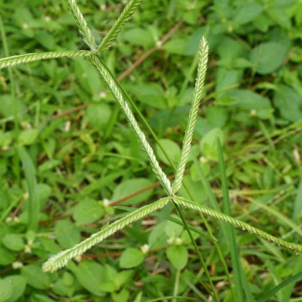 Cỏ Mần Trầu sấy khô Satoso - Ảnh 7