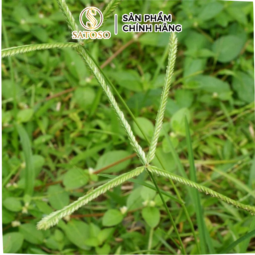 Cỏ Mần Trầu sấy khô Satoso