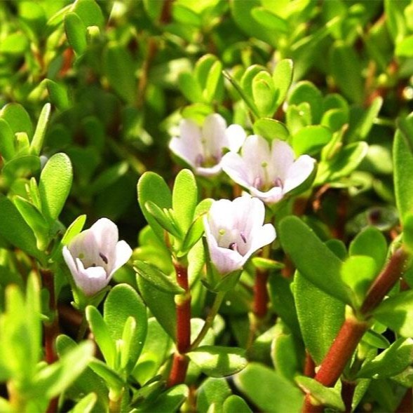 Biển Súc (Rau đắng biển) sấy khô Satoso - Ảnh 4