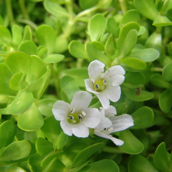 Biển Súc (Rau đắng biển) sấy khô Satoso - Ảnh 2