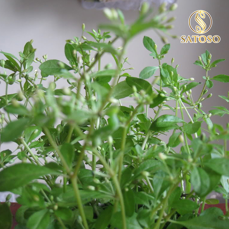 Biển Súc (Rau đắng biển) sấy khô Satoso - Ảnh 6