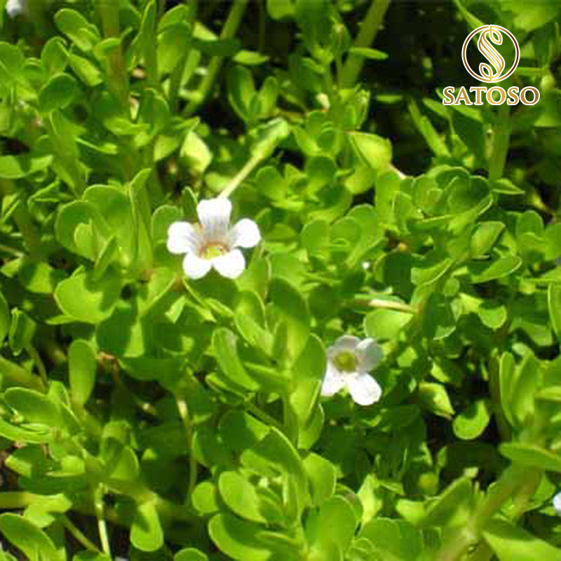 Biển Súc (Rau đắng biển) sấy khô Satoso - Ảnh 5