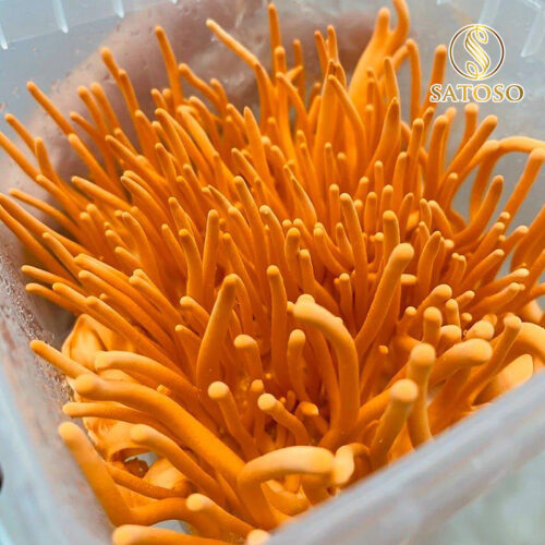 Đông trùng hạ thảo đế sinh khối tươi Satoso