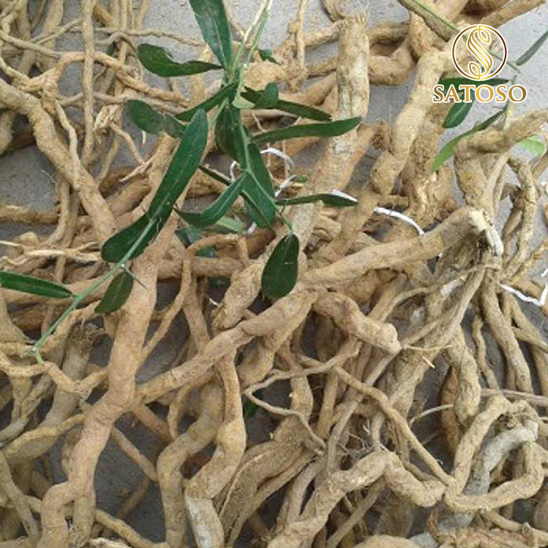 Xáo Tam Phân sấy khô Satoso - Ảnh 5