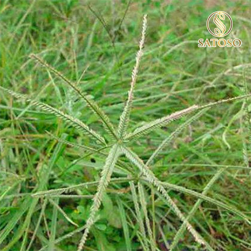 Cỏ Mần Trầu sấy khô Satoso - Ảnh 4