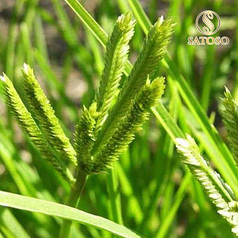 Cỏ Mần Trầu sấy khô Satoso - Ảnh 3