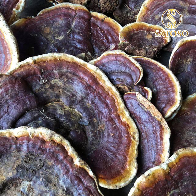 Nấm Linh Chi sấy khô Satoso - Ảnh 2