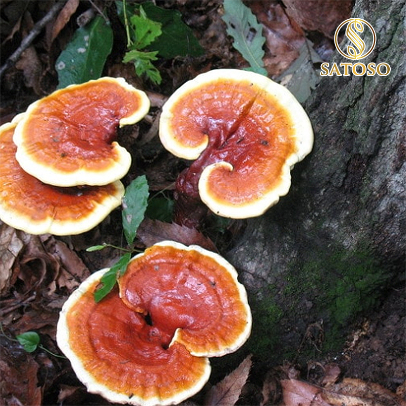 Nấm Linh Chi sấy khô Satoso - Ảnh 5