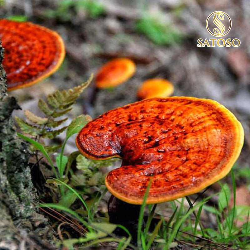 Nấm Linh Chi sấy khô Satoso - Ảnh 4