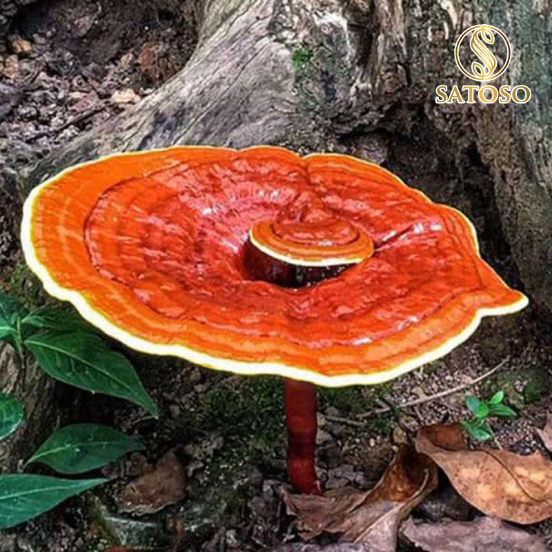 Nấm Linh Chi sấy khô Satoso - Ảnh 3