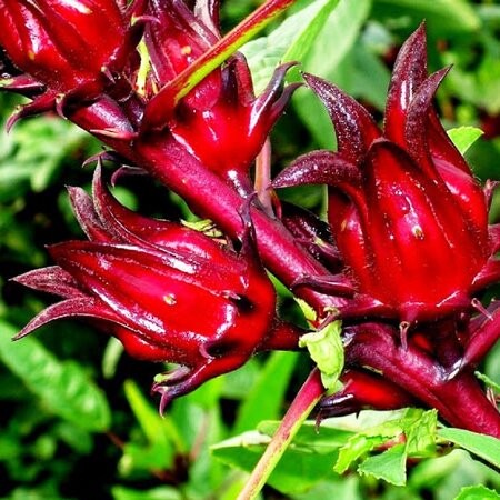 Trà Hoa Atiso sấy khô Satoso hỗ trợ làm đẹp da, góp phần giảm mụn và làm mờ các dấu hiệu lão hóa