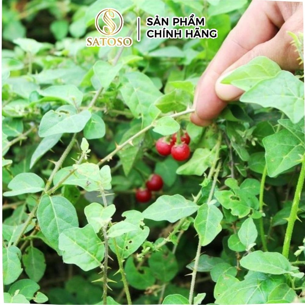 Cà gai leo túi lọc thương hiệu Satoso