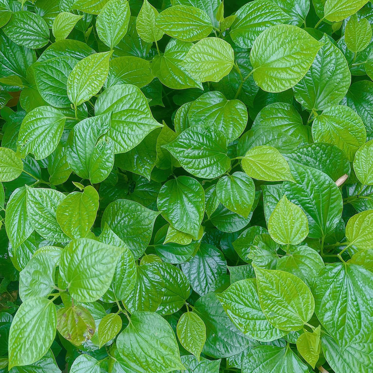 Lá lốt khô Satoso hỗ trợ tiêu hóa, tăng cường hệ miễn dịch - Ảnh 3