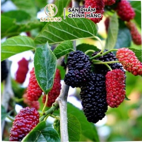 Dâu tằm sấy khô Satoso hỗ trợ tiêu hóa và bảo vệ tim mạch