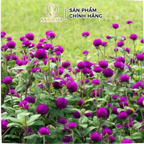 Trà bách nhật hoa sấy khô Satoso hỗ trợ thanh nhiệt và giải độc