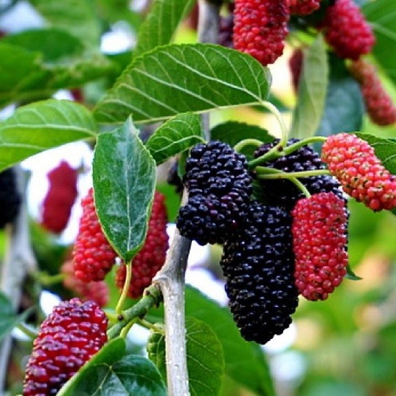 Dâu tằm sấy khô Satoso hỗ trợ tiêu hóa và bảo vệ tim mạch - Ảnh 3