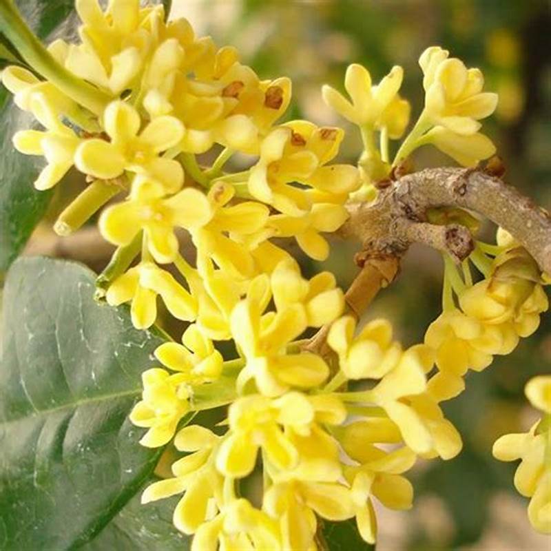 Trà Quế Hoa (Hoa Mộc) Satoso - Ảnh 4