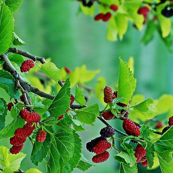 Dâu tằm sấy khô Satoso hỗ trợ tiêu hóa và bảo vệ tim mạch - Ảnh 2