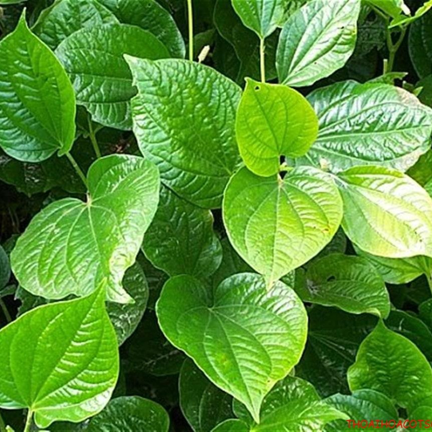 Lá lốt khô Satoso hỗ trợ tiêu hóa, tăng cường hệ miễn dịch - Ảnh 2