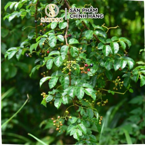 Chè dây Cao Bằng sấy khô Satoso