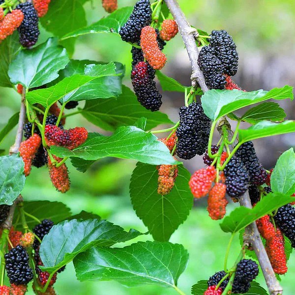 Dâu tằm sấy khô Satoso hỗ trợ tiêu hóa và bảo vệ tim mạch - Ảnh 4