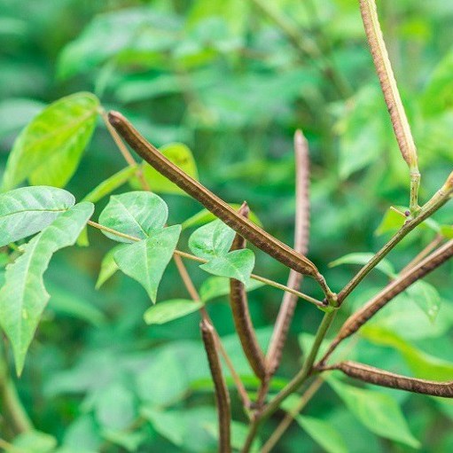 Trà hạt muồng (Thảo quyết minh) Satoso giúp bảo vệ gan, chống oxy hóa - Ảnh 2