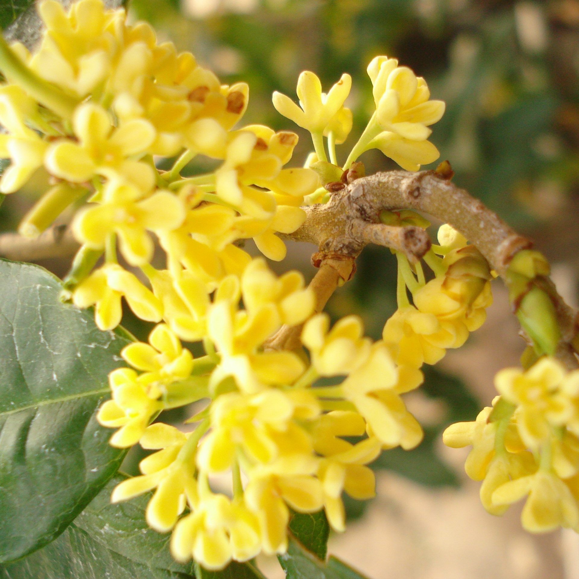 Trà Quế Hoa (Hoa Mộc) Satoso - Ảnh 2