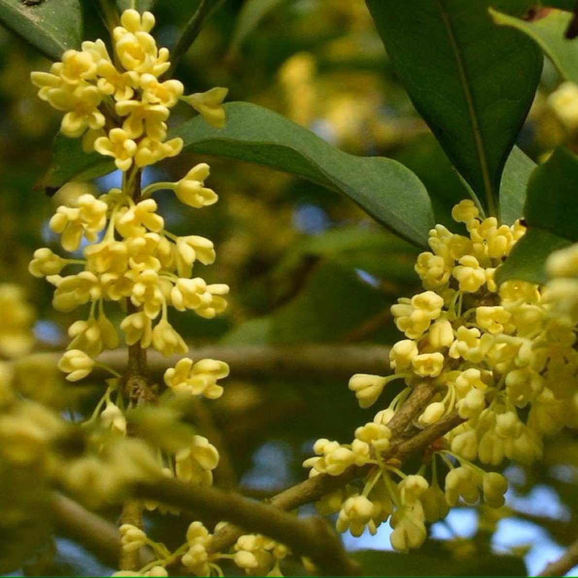 Trà Quế Hoa (Hoa Mộc) Satoso - Ảnh 3