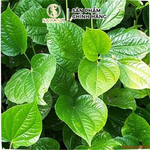 Lá lốt khô Satoso hỗ trợ tiêu hóa, tăng cường hệ miễn dịch
