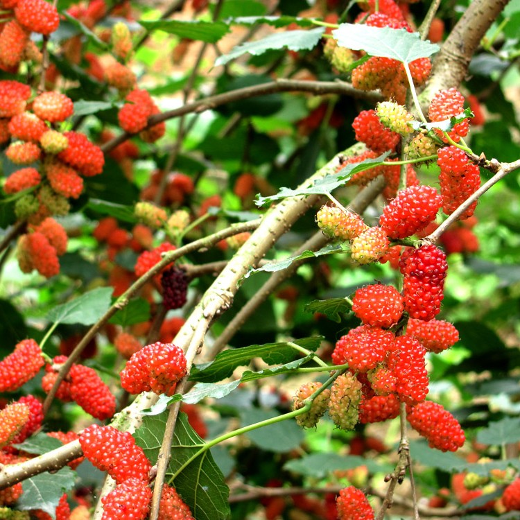 Dâu tằm sấy khô Satoso hỗ trợ tiêu hóa và bảo vệ tim mạch - Ảnh 5