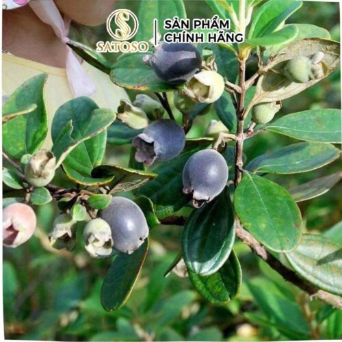 Quả Sim Rừng khô Satoso